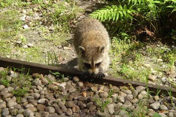 image of Raccoon